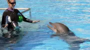 Marineland d'Antibes : transfert des dauphins vers Beauval confirmé pour 2027