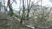 Notre-Dame-de-Lorette : deux arbres centenaires remplacés après les intempéries