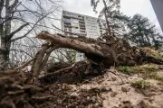 Pau : Nouvelle tempête et fermeture prolongée des parcs après les vents records