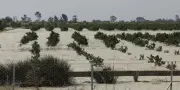 Pluies exceptionnelles au Maroc : renaissance agricole après sept ans de sécheresse