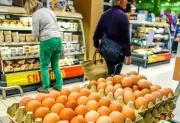 Poules en cage : les promesses non tenues de la grande distribution