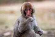 Punch Kun, le bébé macaque devenu star mondiale grâce à sa peluche réconfortante