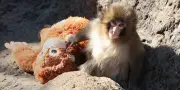 Punch, le bébé macaque japonais, réchauffe les cœurs avec sa peluche réconfortante