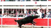 Saint-Gilles lance sa saison taurine avec un week-end d'animations et de traditions camarguaises