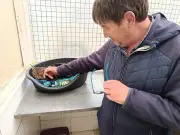 Saint-Valentin des animaux à la SPA de Marsac-sur-l'Isle : un succès pour l'adoption