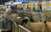 Salon de l'Agriculture 2026 : Une édition historique sans vaches, un vide symbolique et des adaptations