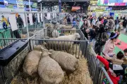 Salon de l'Agriculture : une ouverture atypique sans bovins vivants