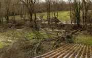 Tarn-et-Garonne : un technicien succombe après l'impact d'un arbre lors de la tempête Nils