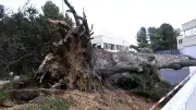 Tempête Nils : 150 arbres déracinés à Montpellier, parcs fermés jusqu'au 18 février
