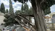 Tempête Nils à Bessan : un arbre s'effondre sur des sépultures au cimetière communal