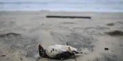 Tempête Nils : des centaines de macareux morts échoués sur les plages des Landes