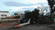 Tempête Nils : dégâts massifs d'arbres dans le bassin de Thau