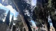 Tempête Nils : le cimetière ancien de Montagnac fermé après des dégâts sur les cyprès