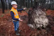 Tempête Nils : le massif forestier de Lot-et-Garonne évalue ses dégâts