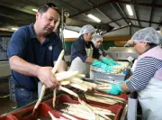 Tempête Nils : les producteurs d'asperges des Landes face à des dégâts importants avant la récolte