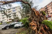 Tempête Nils à Pau : Des arbres emblématiques couchés, des dégâts matériels mais aucun blessé
