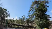 Tempête Nils : un cèdre pluricentenaire emblématique s'effondre à Babeau-Bouldoux