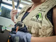 Tempêtes en série : échouages massifs de macareux moines sur les côtes basques