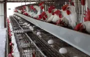 Œufs de poules en cage : 73% des supermarchés en vendent encore malgré les engagements
