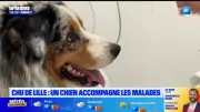 Un berger australien de 18 mois sauvé par les urgences vétérinaires de Lille
