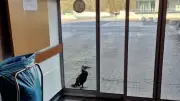 Un cormoran blessé frappe aux urgences allemandes pour se faire retirer un hameçon