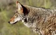 Un enfant de 3 ans poursuivi par un coyote dans son jardin en Californie