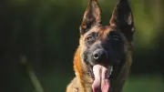 Un Jurassien contraint de se séparer de son Malinois après 680 euros d'amendes pour aboiements