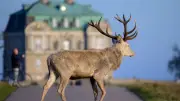 Un vieux cerf s'installe à Valberg : émoi et mobilisation des secours dans les Alpes-Maritimes