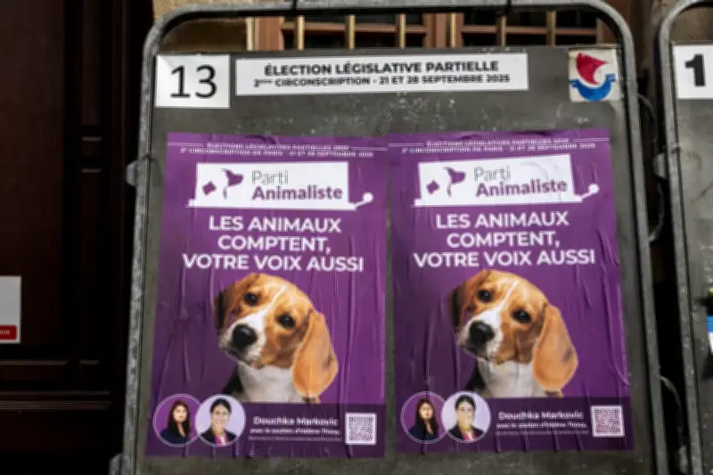 Municipales 2026 : les animalistes multiplient leurs candidatures dans les grandes villes