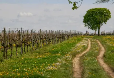 300 viticulteurs charentais certifiés écologiques, un cap symbolique pour le cognac