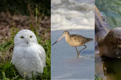 Chouette d'Harry Potter et loutre géante : 40 espèces migratrices protégées par 130 pays