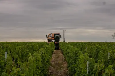 Crise viticole en Gironde : Les formations s'adaptent pour attirer de nouveaux profils