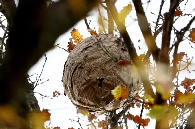 Frelons asiatiques : un plan national de 3 millions d'euros enfin déployé