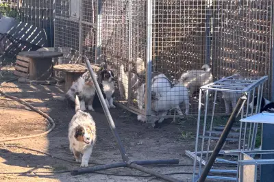 Fréjus : un élevage canin soupçonné de maltraitance et de trafic sur Leboncoin