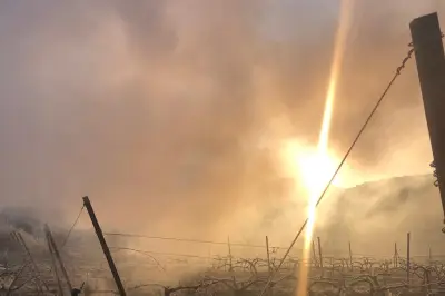 Gelées dévastatrices dans le Var : les jeunes feuilles de vigne brûlées, les dégâts encore incertains