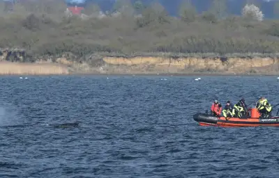 La baleine à bosse échouée en mer Baltique a disparu, les autorités espèrent un retour à la mer