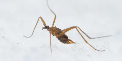 La mouche des neiges : une physiologie unique entre ours polaire et poisson arctique