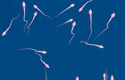 L'abstinence sexuelle altère la qualité des spermatozoïdes, révèle une étude