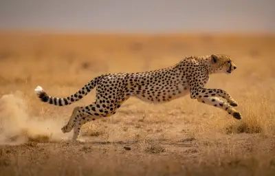 Le guépard : une vitesse record mais une survie menacée