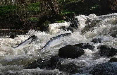 Le saumon atlantique sauvage en France : l'urgence de restaurer la libre circulation des rivières