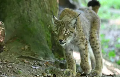 Lynx : de nouveaux individus seront relâchés en France dès 2027, annonce Ferus