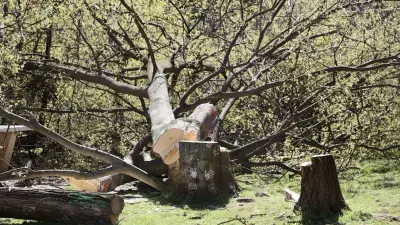 Nîmes : L'abattage controversé d'arbres centenaires pour des travaux d'urbanisme