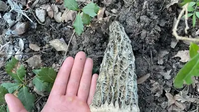 Un Gardois découvre une morille géante de 24 cm dans la forêt de Valbonne