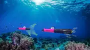 ADN et IA unis pour protéger les fonds marins : des robots autonomes déployés