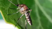 Alerte aux moustiques à Agde : l'Aedes Detritus envahit la région après un hiver exceptionnel
