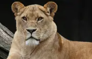 Attaque d'une lionne sur une enfant de 10 ans dans un zoo chinois
