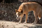 Australie : une meute de dingos euthanasiée après la mort d'une touriste canadienne