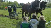 Baillargues célèbre ses traditions rurales avec labours à cheval et bergers