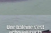 Baleine à bosse échouée en Allemagne : les sauveteurs gardent peu d'espoir