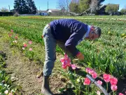 Bergerac : 100 000 tulipes cultivées par le Lions club pour financer la lutte contre le cancer